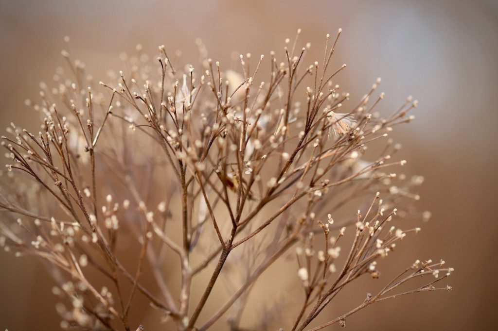 Fleurs Séchées